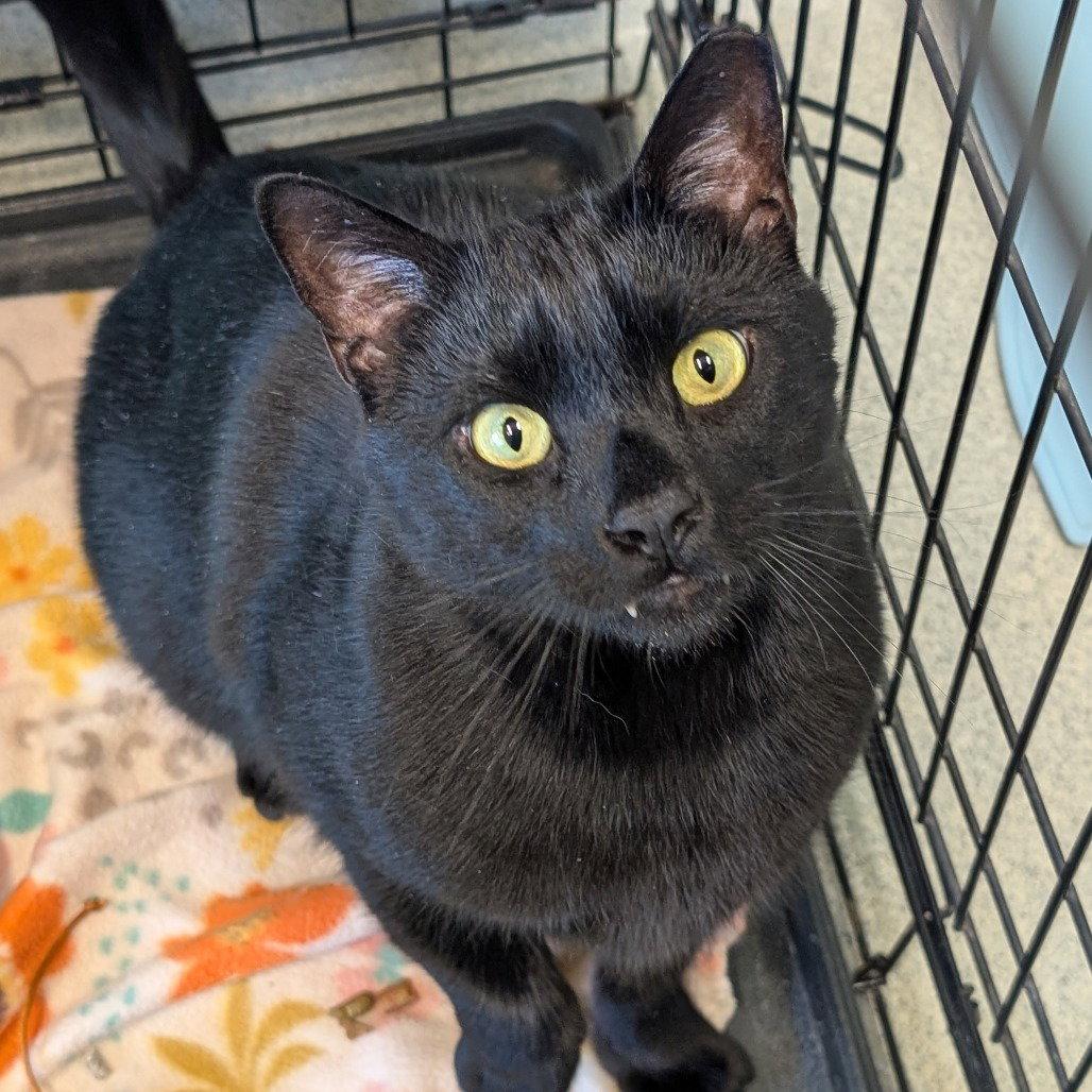 Enlarge Nash, a Adoptable Domestic Short Hair in New Castle, DE image 1/1