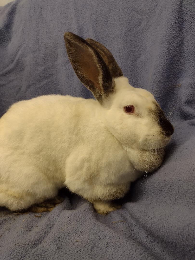 Oana, a Adoptable Californian in Plymouth, MI image 1/3