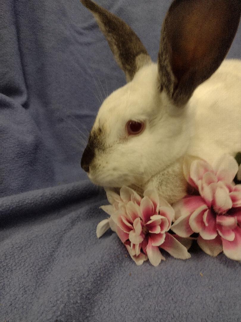 Oana, a Adoptable Californian in Plymouth, MI image 2/3