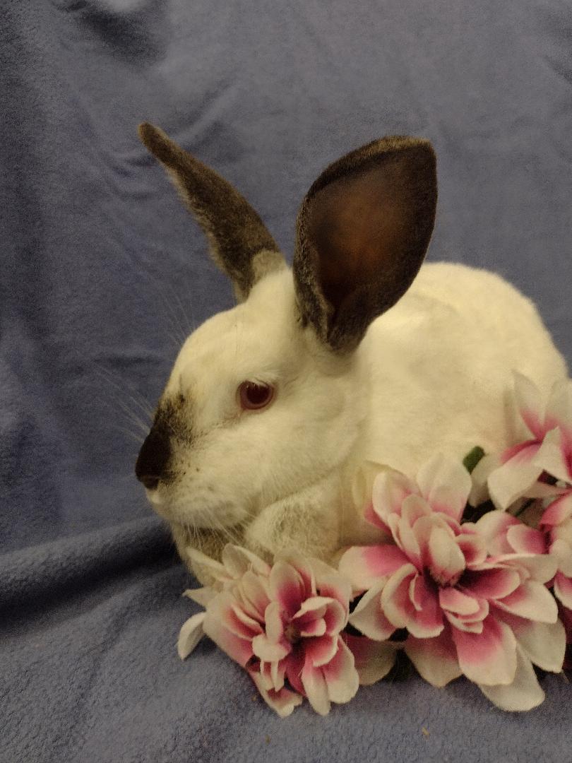 Oana, a Adoptable Californian in Plymouth, MI image 3/3