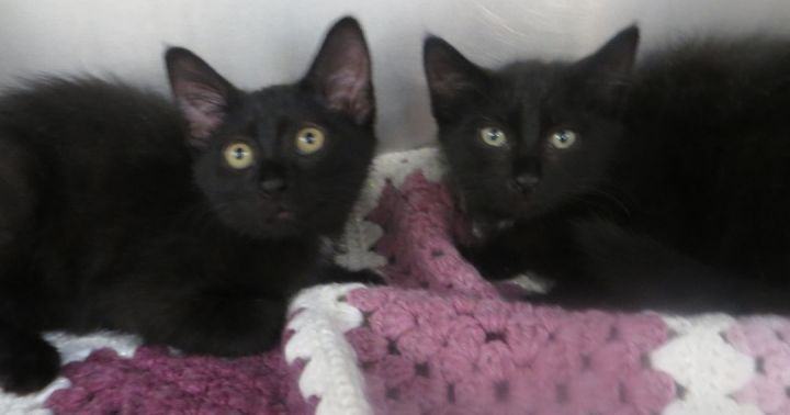 Charlie & Cleo, a Adopted Domestic Medium Hair in Brockton, MA image 1/2