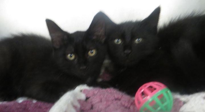 Charlie & Cleo, a Adopted Domestic Medium Hair in Brockton, MA image 2/2