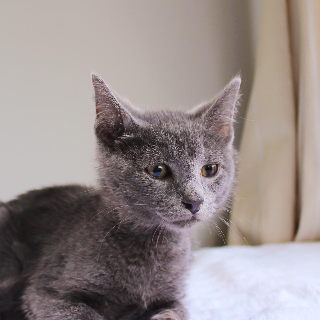 Enlarge Horton, a Adoptable Domestic Short Hair in Wayne, NJ image 2/4