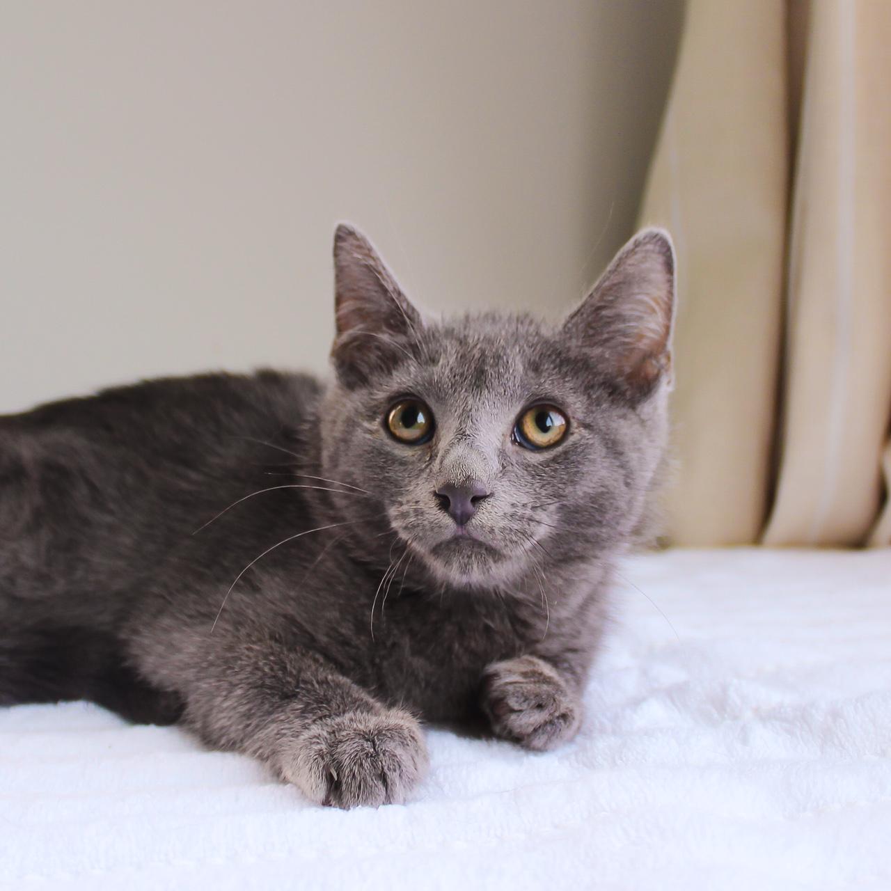 Enlarge Horton, a Adoptable Domestic Short Hair in Wayne, NJ image 3/4