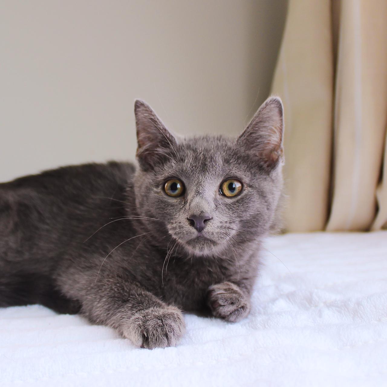 Enlarge Horton, a Adoptable Domestic Short Hair in Wayne, NJ image 4/4