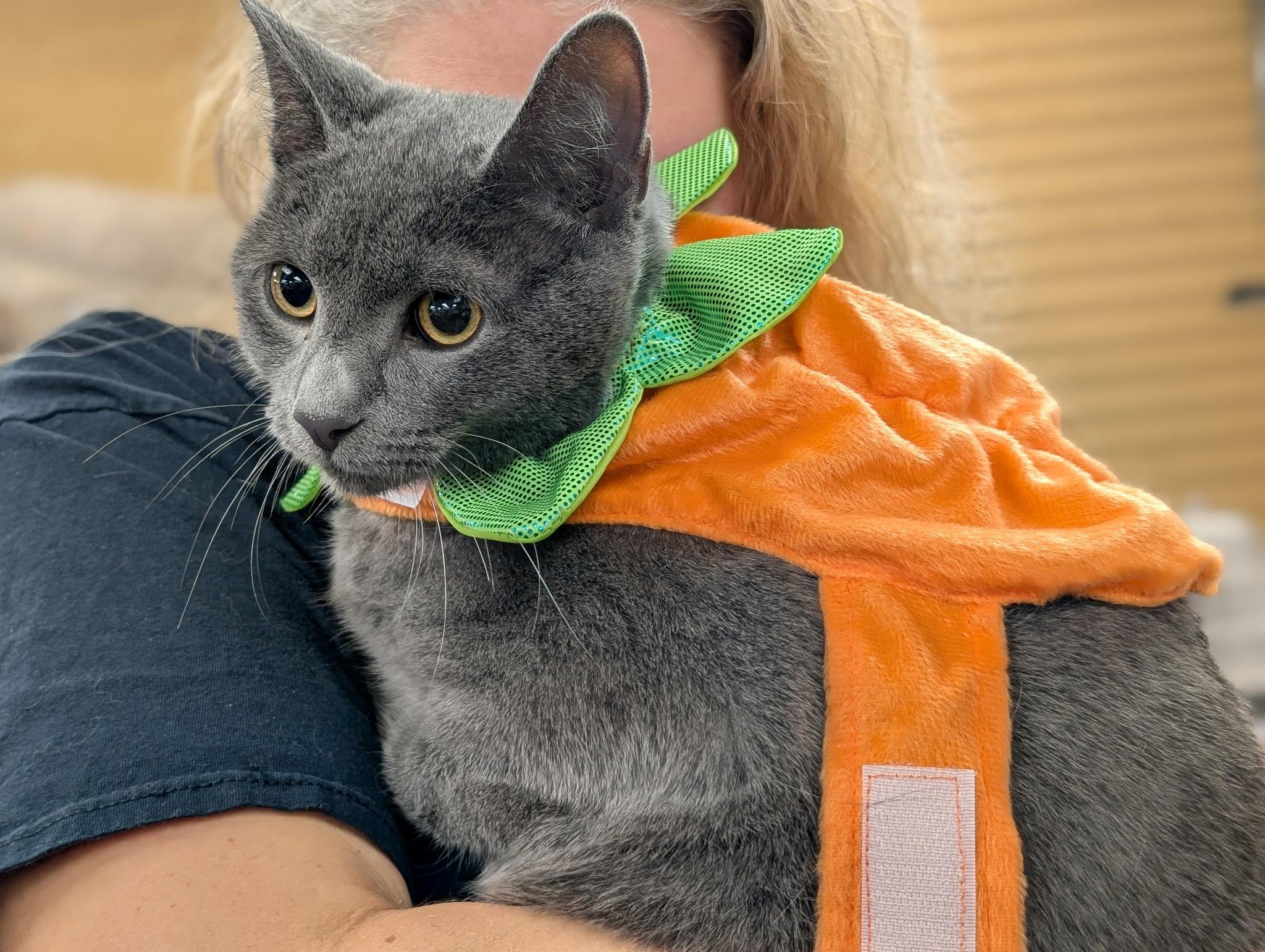 Enlarge Horton, a Adoptable Domestic Short Hair in Wayne, NJ image 1/4