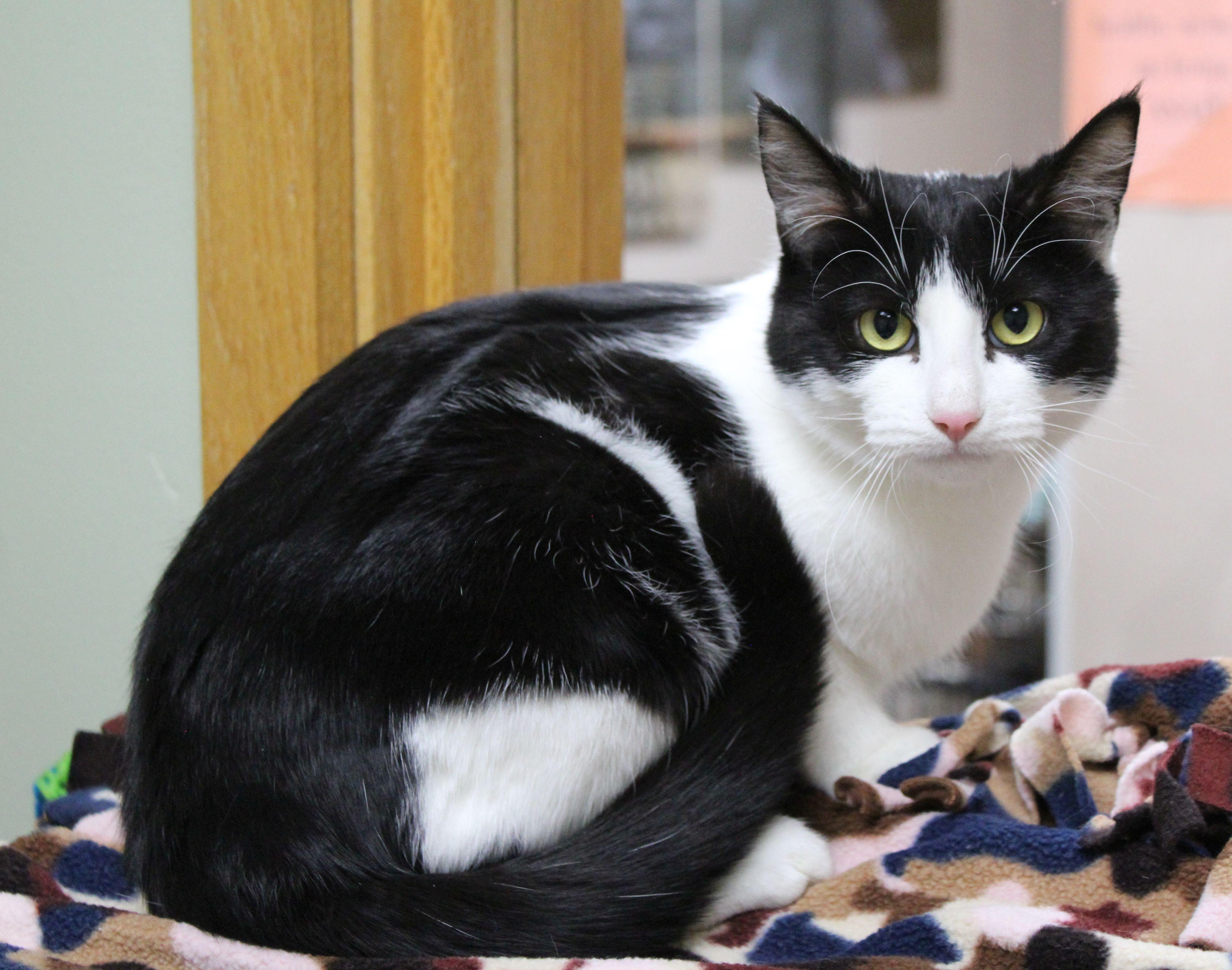 Enlarge Spider, a ADOPTABLE Domestic Short Hair in Portage, WI image 1/2