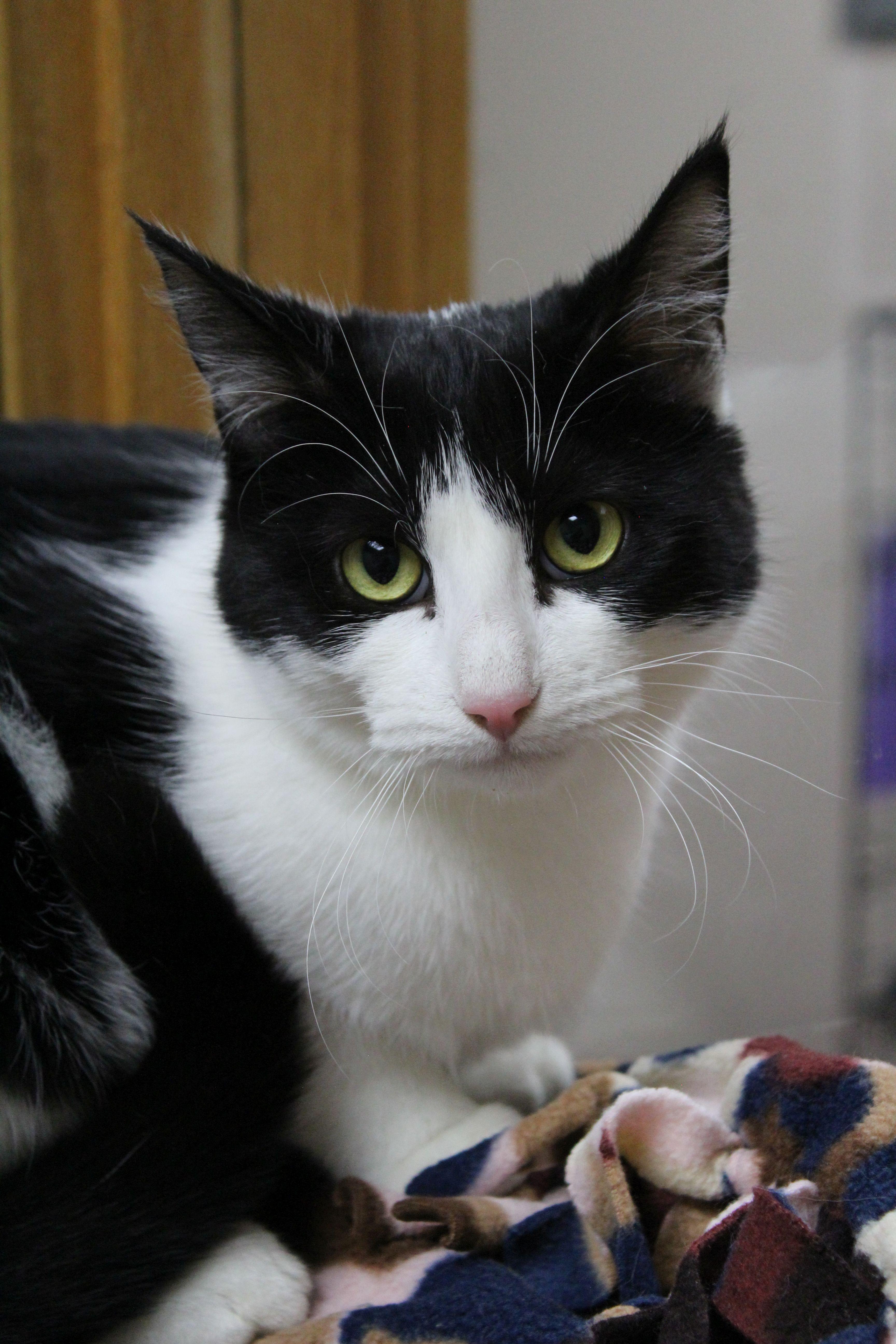 Enlarge Spider, a ADOPTABLE Domestic Short Hair in Portage, WI image 2/2