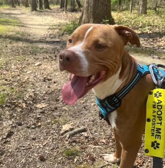 Cumberbatch, Adoptable, Adult Male American Staffordshire Terrier.