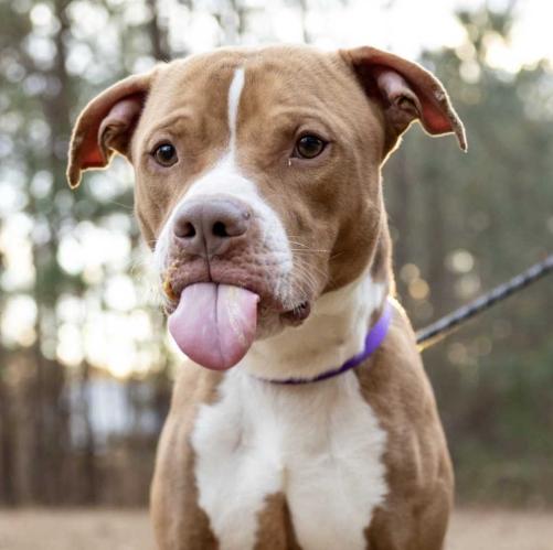 Enlarge Cumberbatch, a Adoptable mixed breed in Youngsville, NC image 2/6