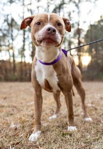 Enlarge Cumberbatch, a Adoptable mixed breed in Youngsville, NC image 3/6