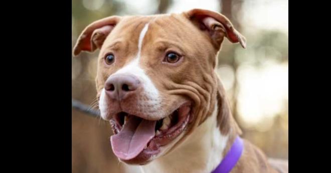 Enlarge Cumberbatch, a Adoptable mixed breed in Youngsville, NC image 6/6
