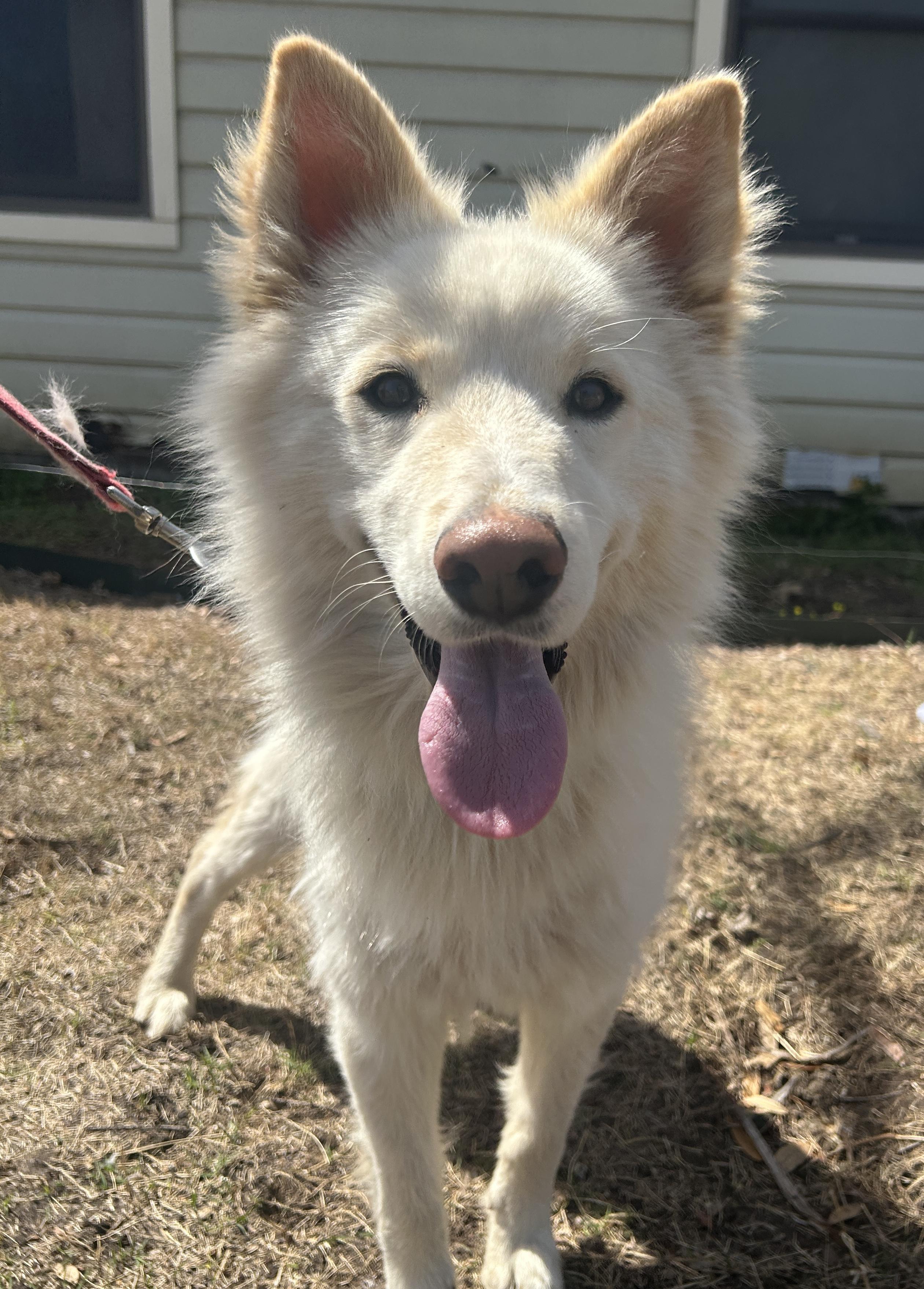 Enlarge Carlo, a Adopted Husky in Springtown, TX image 3/5