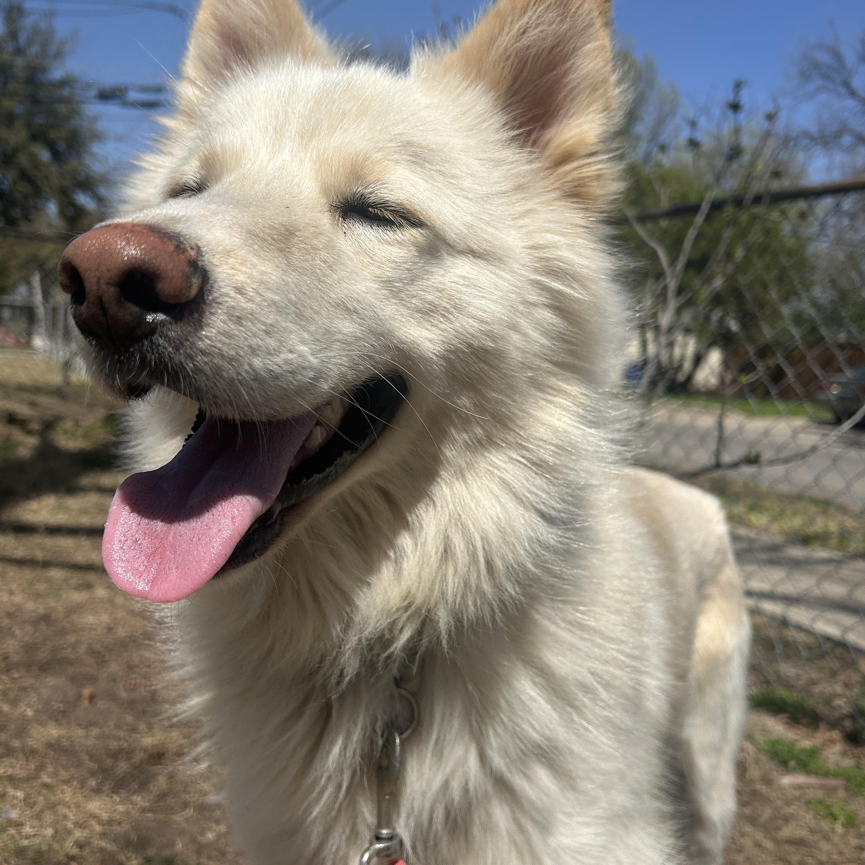 Enlarge Carlo, a Adopted Husky in Springtown, TX image 5/5