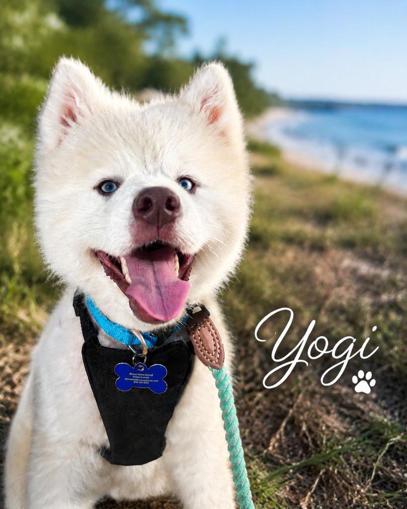Yogi, Adoptable, Young Male Pomeranian & Husky.