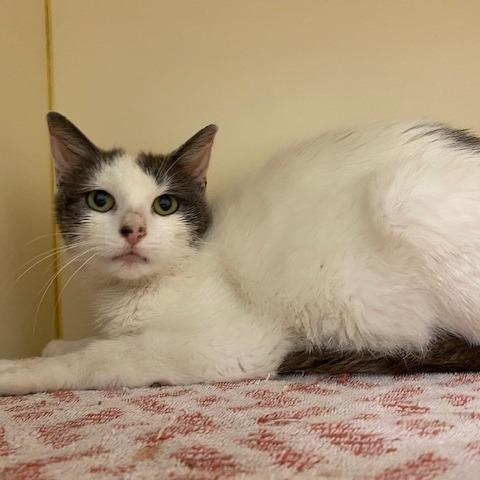 Fern, Adoptable, Young Female Domestic Short Hair.