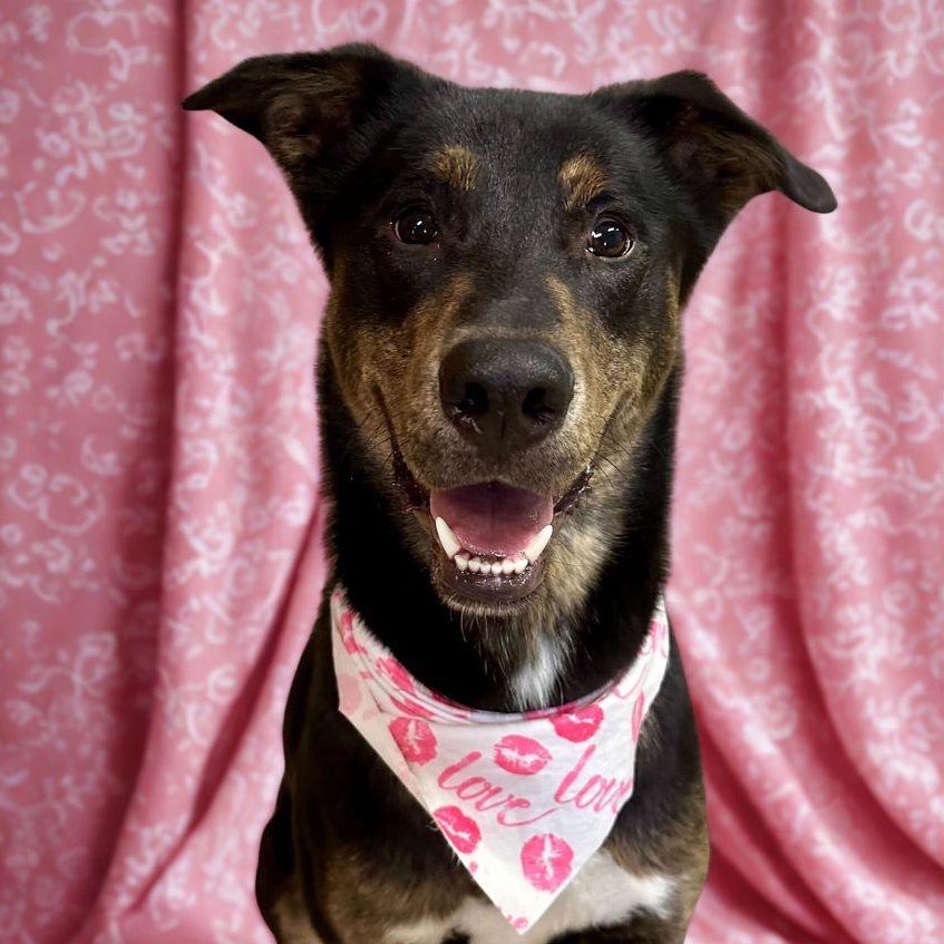Enlarge Brikle, a Adoptable mixed breed in Indianapolis, IN image 1/1