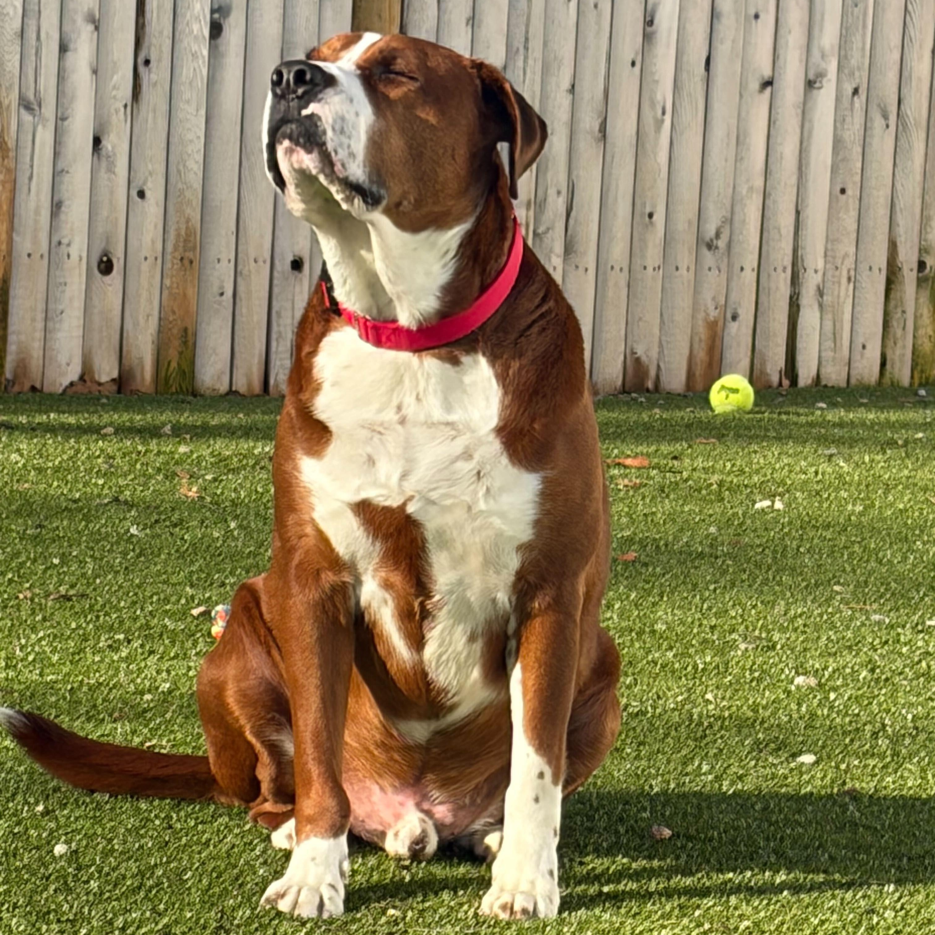 Enlarge Duke, a Adoptable mixed breed in New Bedford, MA image 2/5