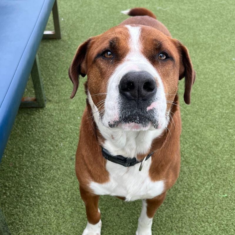 Duke, Adoptable, Adult Male Boxer.