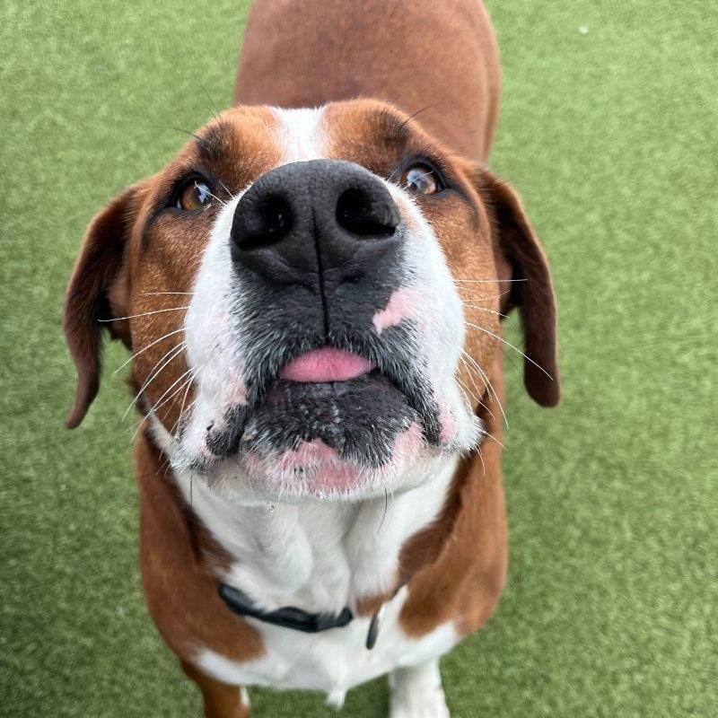 Enlarge Duke, a Adoptable mixed breed in New Bedford, MA image 3/3