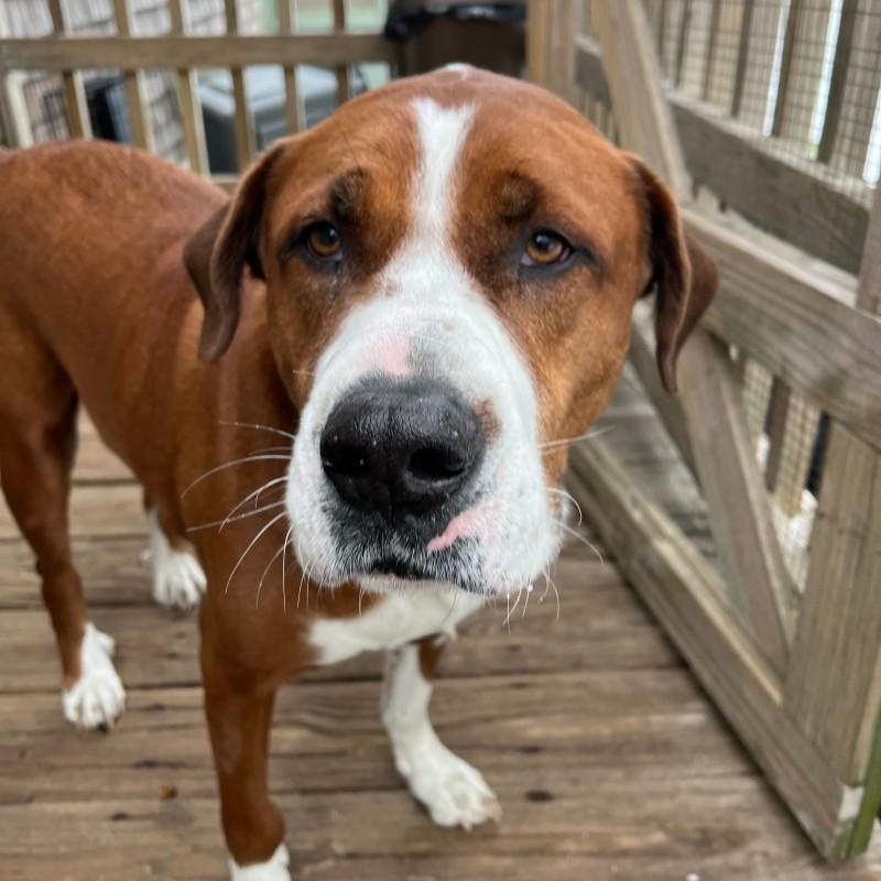 Enlarge Duke, a Adoptable mixed breed in New Bedford, MA image 2/3