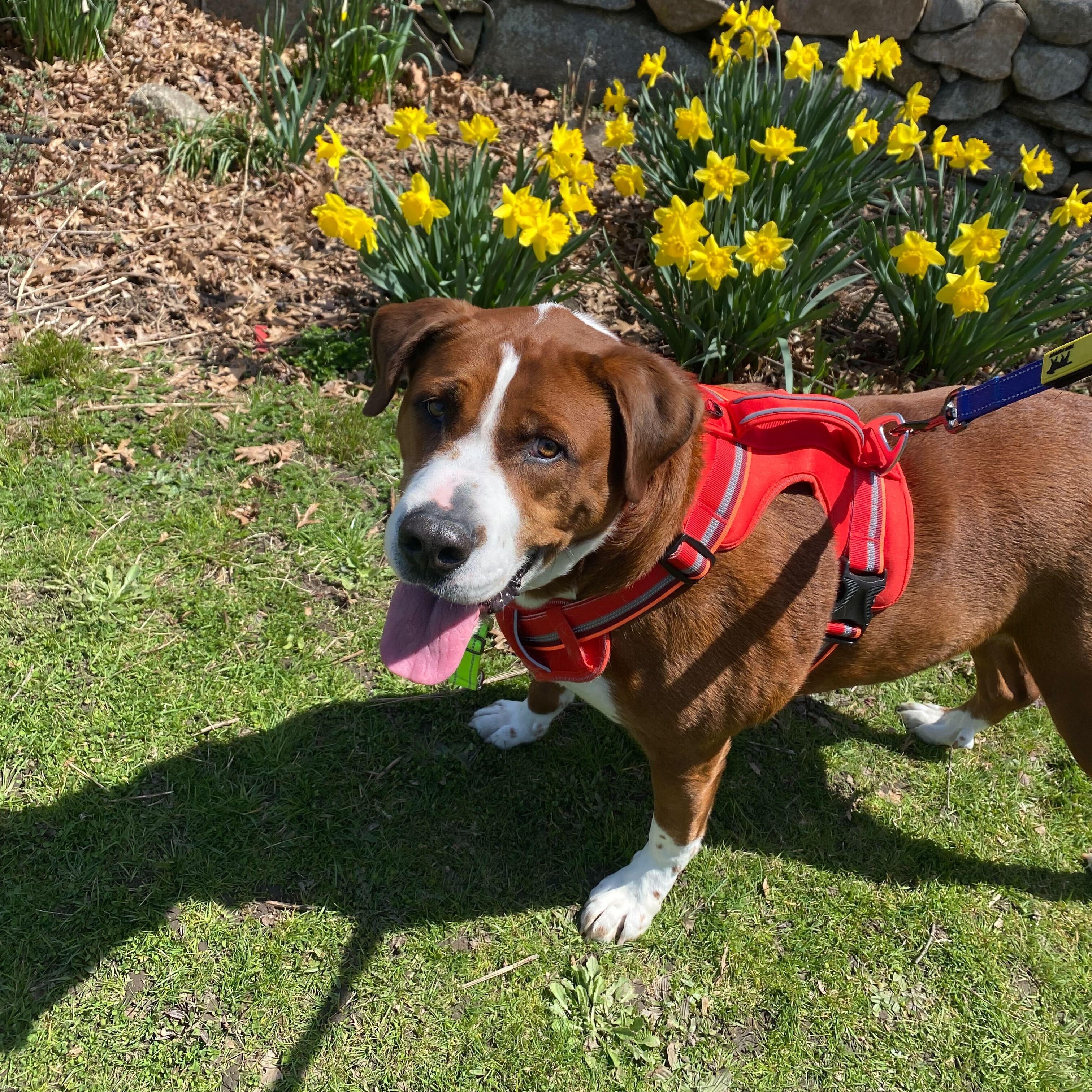 Enlarge Duke, a Adoptable mixed breed in New Bedford, MA image 1/5