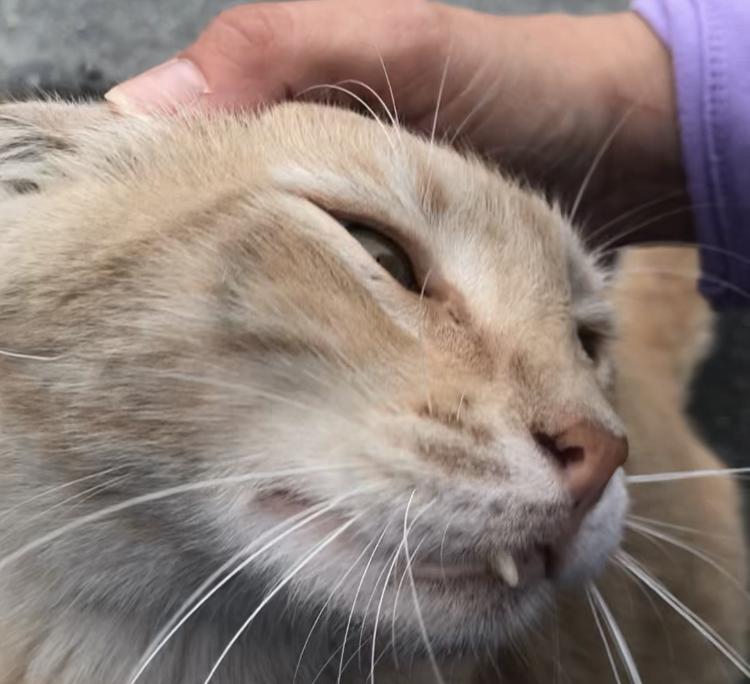 Enlarge D'Luxe, a Adoptable Domestic Short Hair in Torrance, CA image 2/4