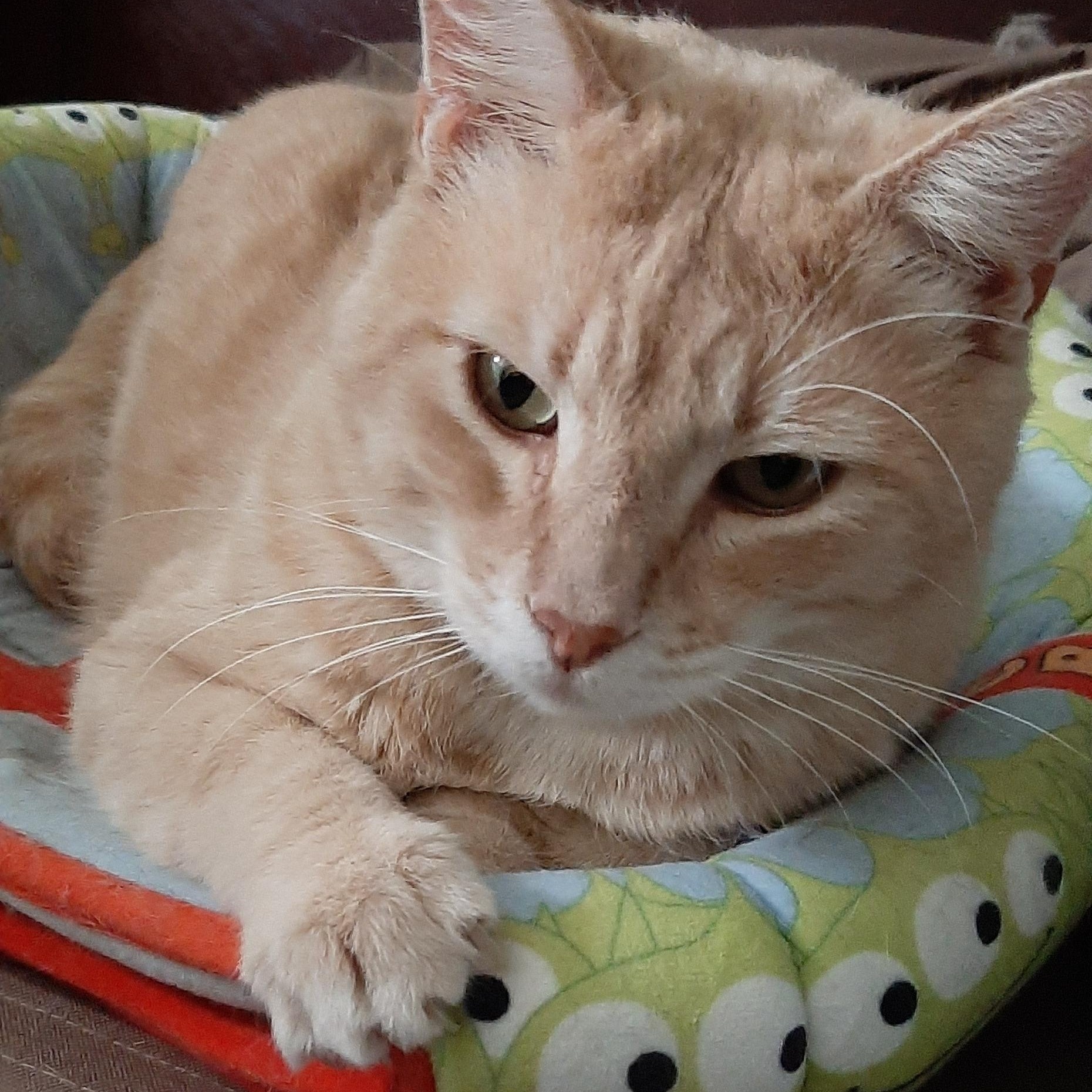 Enlarge D'Luxe, a Adoptable Domestic Short Hair in Torrance, CA image 3/4