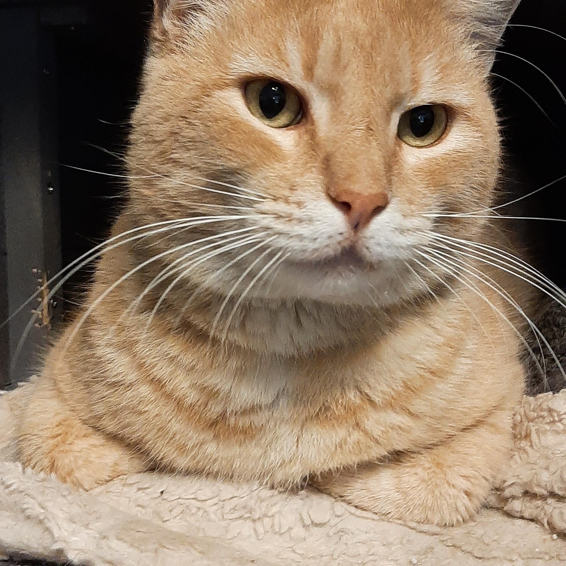 Enlarge D'Luxe, a Adoptable Domestic Short Hair in Torrance, CA image 1/4