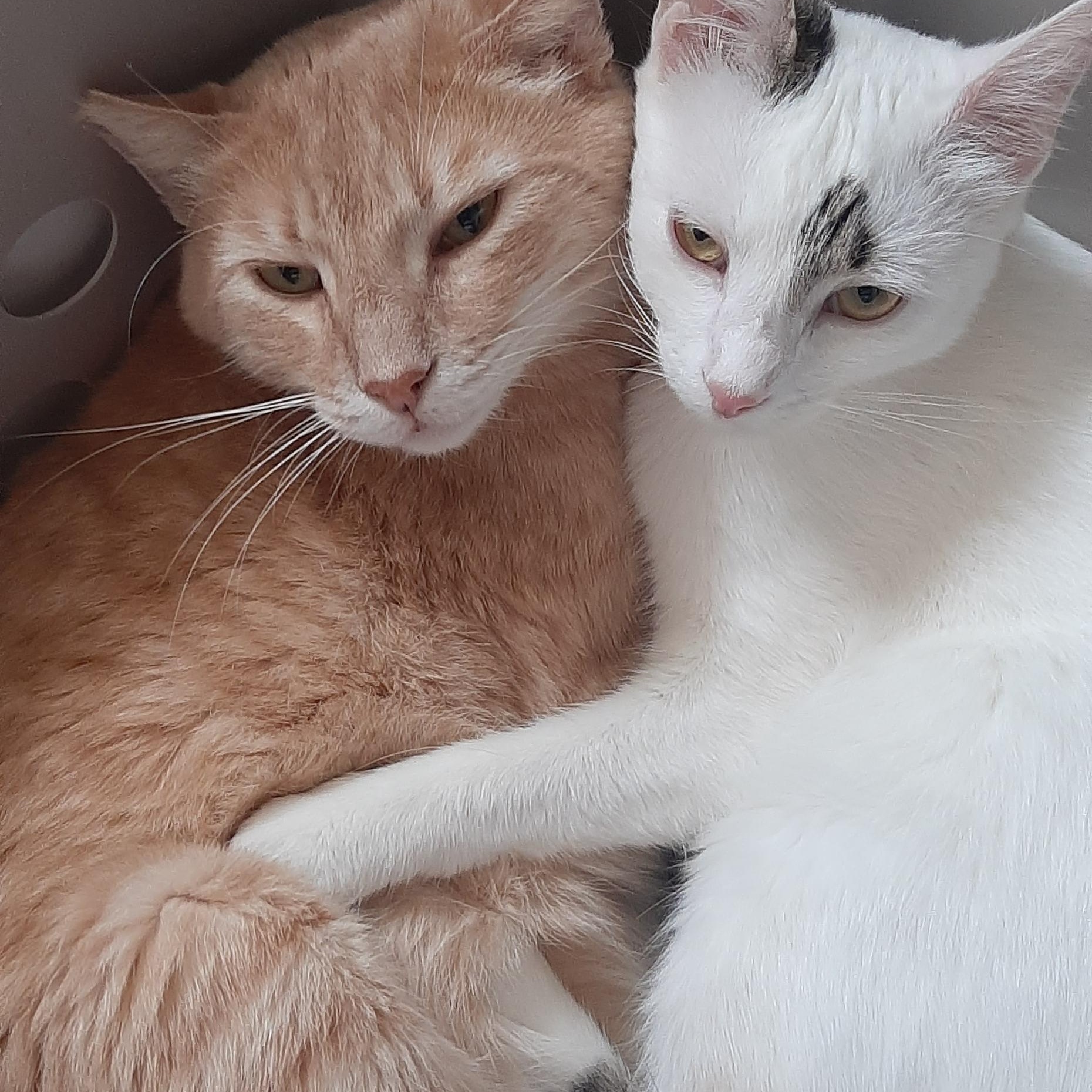 Enlarge D'Luxe, a Adoptable Domestic Short Hair in Torrance, CA image 4/4