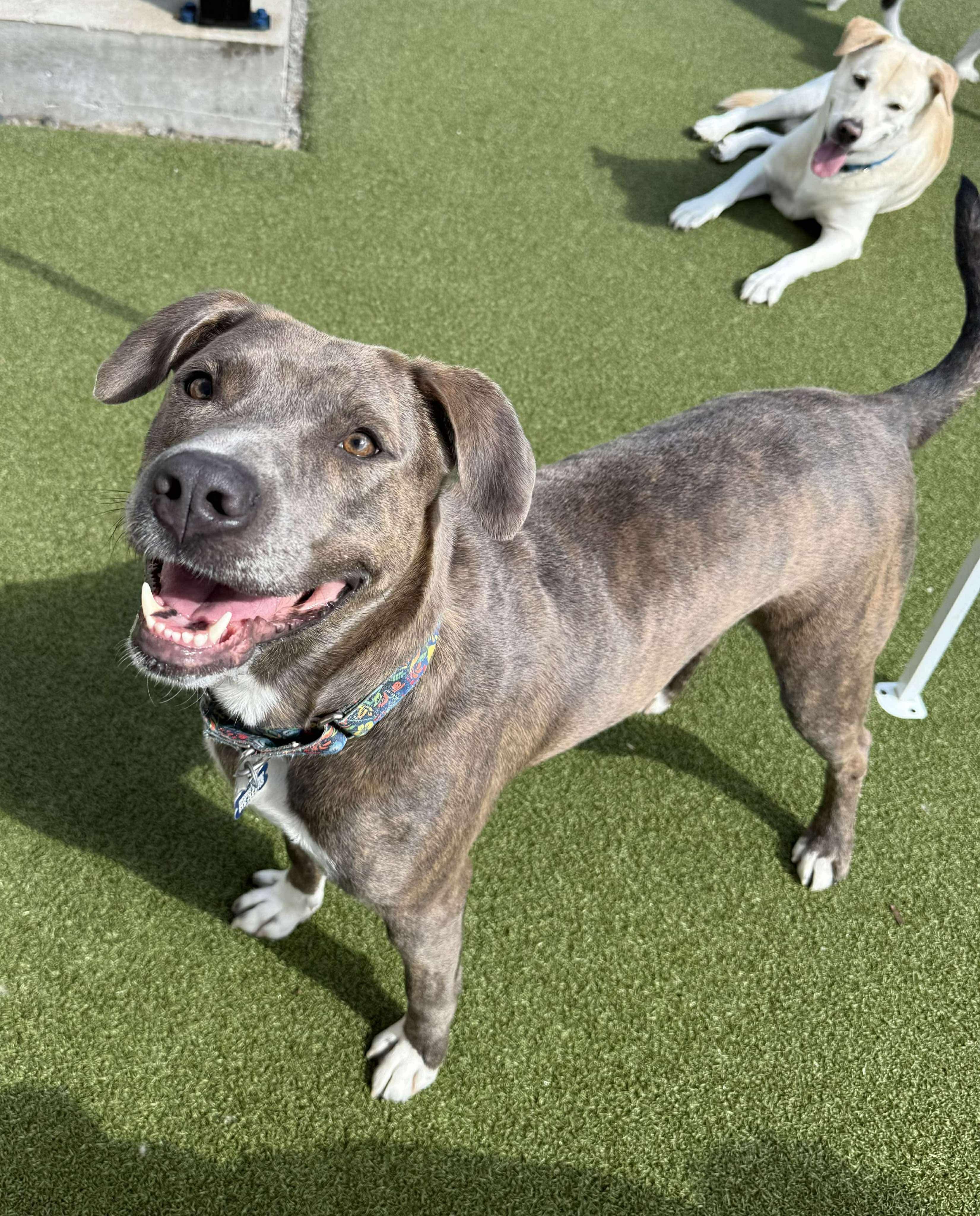 Selma, a Adopted Mixed Breed in Sunset Bch, NC image 1/4