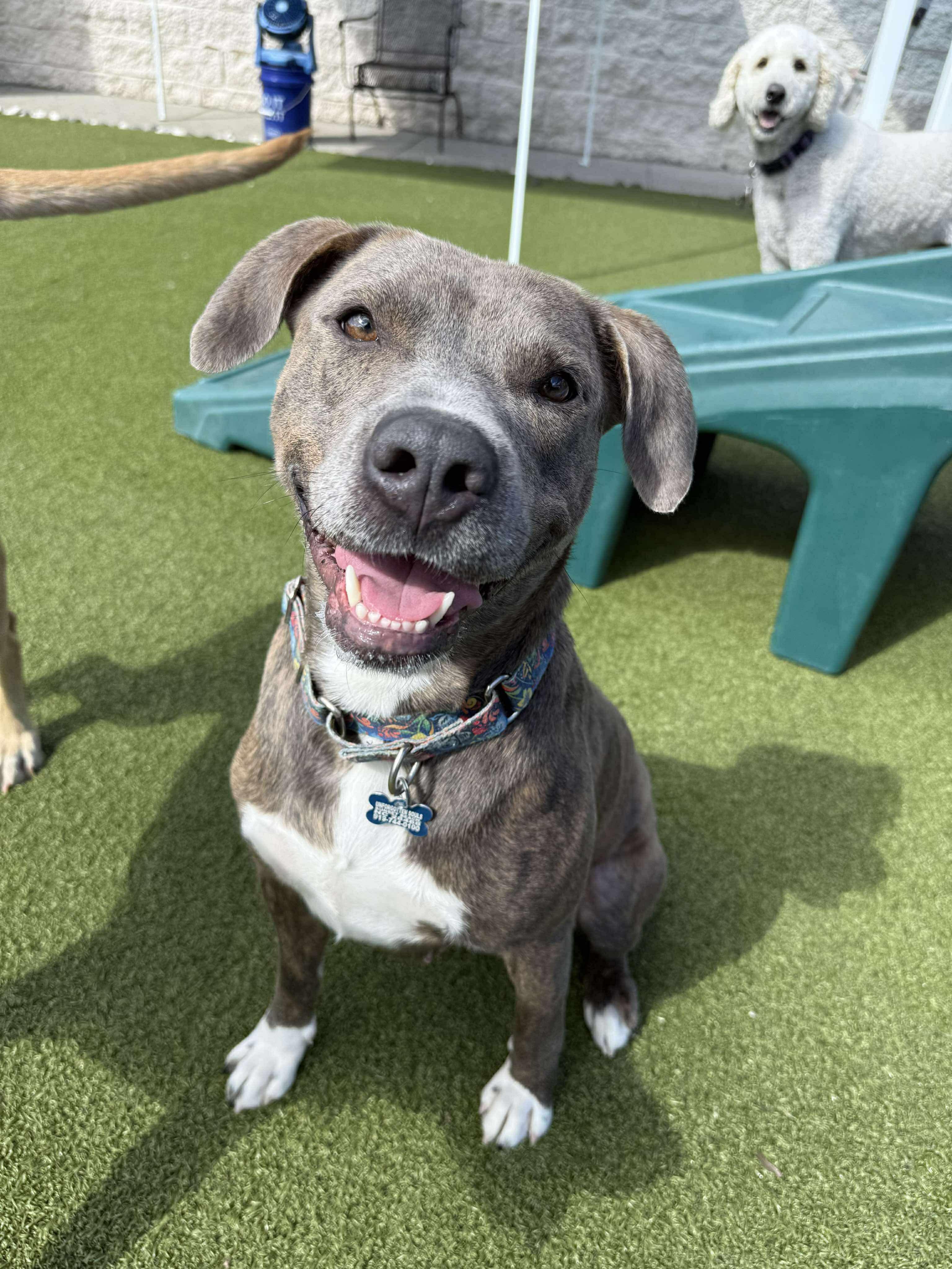 Selma, a Adopted Mixed Breed in Sunset Bch, NC image 2/4
