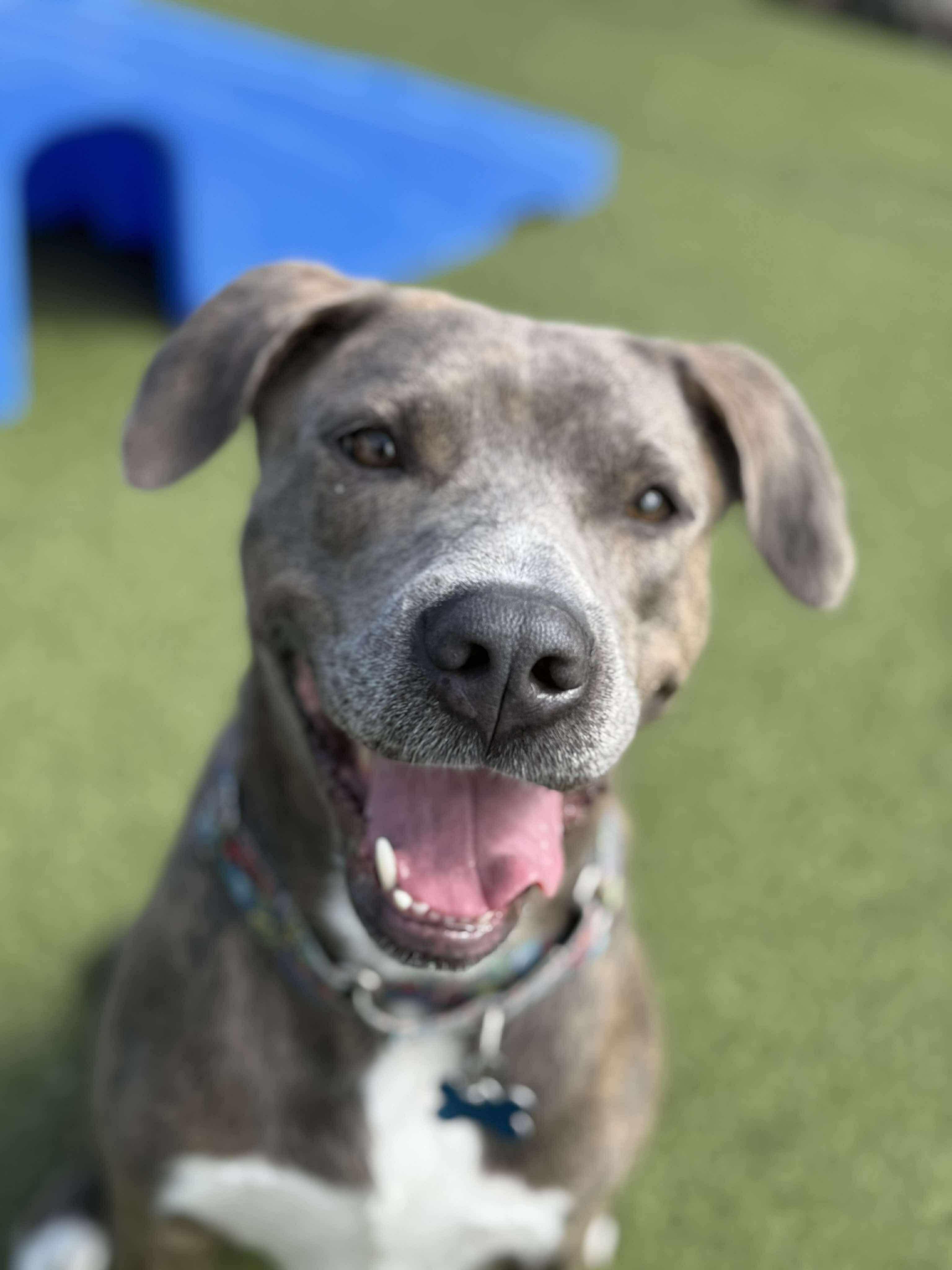 Selma, a Adopted Mixed Breed in Sunset Bch, NC image 3/4