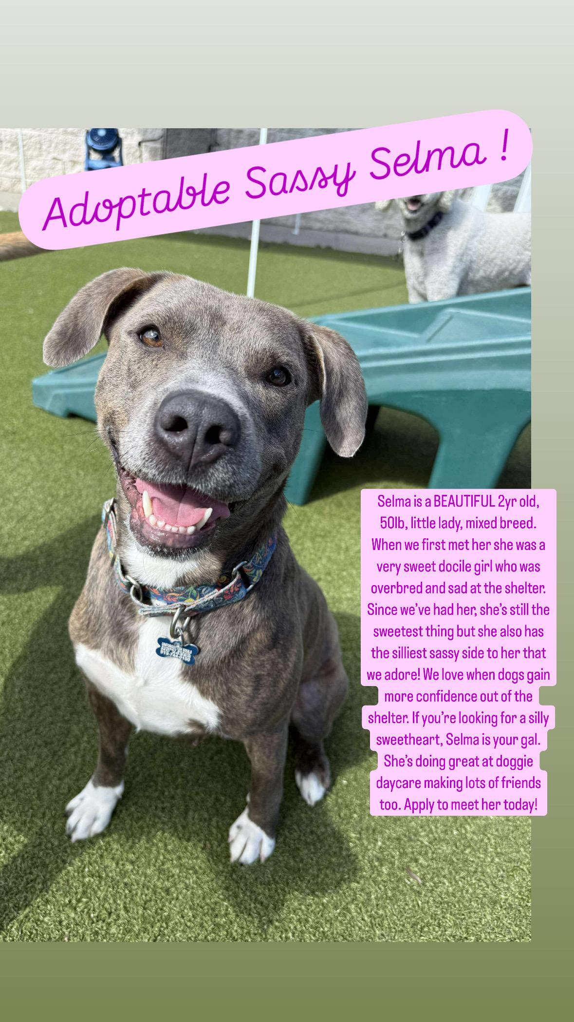 Selma, a Adopted Mixed Breed in Sunset Bch, NC image 4/4