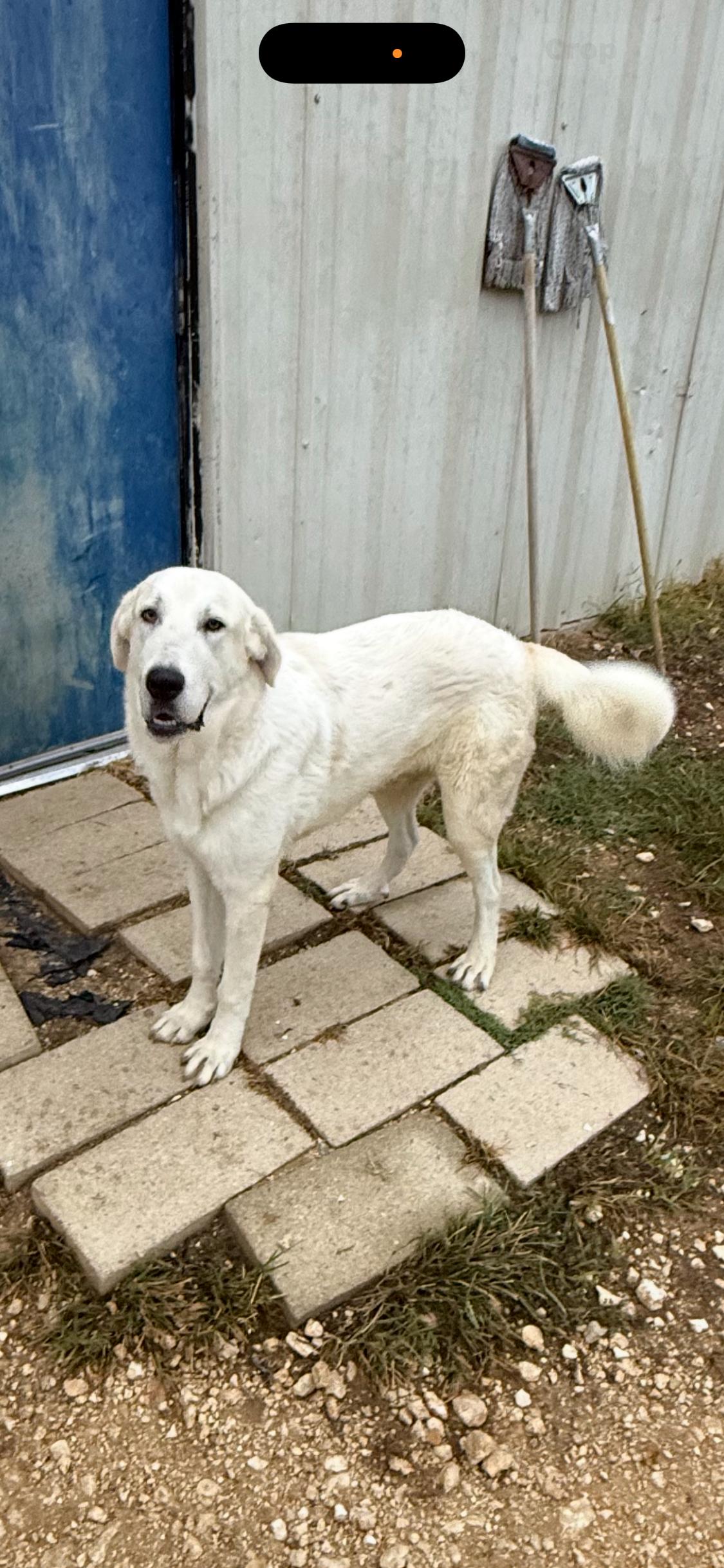 Enlarge Samuel — The Boy Who is Ready to Belong, a Adoptable mixed breed in Rochelle, IL image 3/6