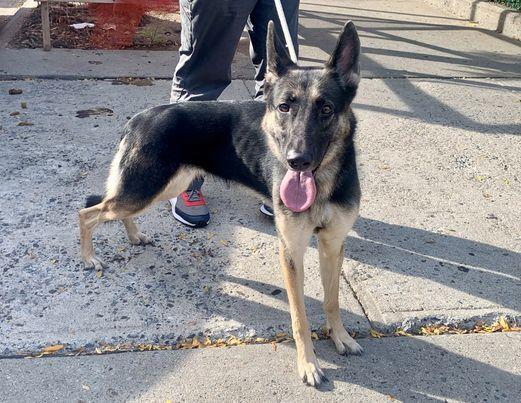 Clamorous aka Jet, a Adoptable mixed breed in Gardner, MA image 4/5