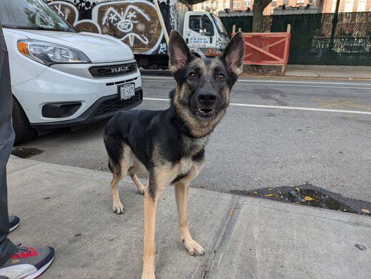 Clamorous aka Jet, a Adoptable mixed breed in Gardner, MA image 2/5