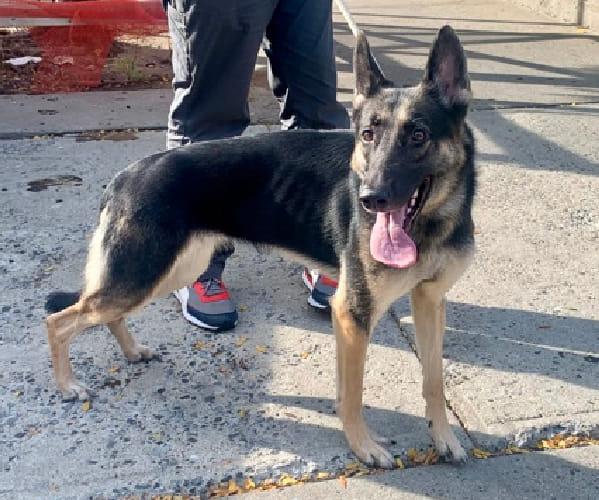 Clamorous aka Jet, a Adoptable mixed breed in Gardner, MA image 3/5