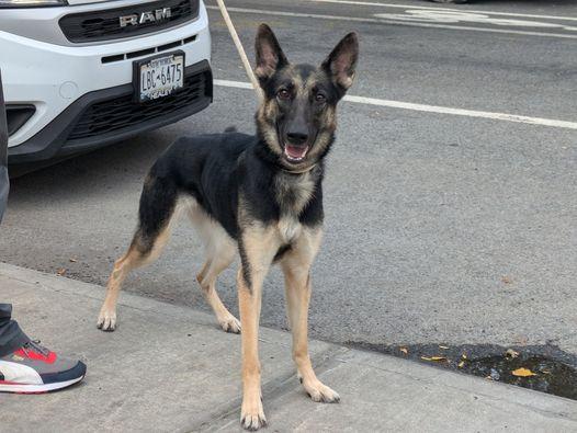 Clamorous aka Jet, Young Male German Shepherd Dog