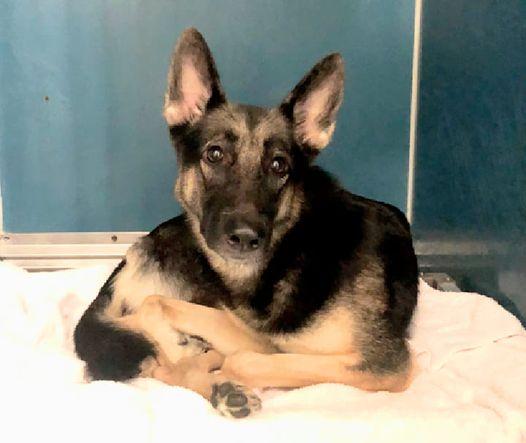 Clamorous aka Jet, a Adoptable mixed breed in Gardner, MA image 5/5