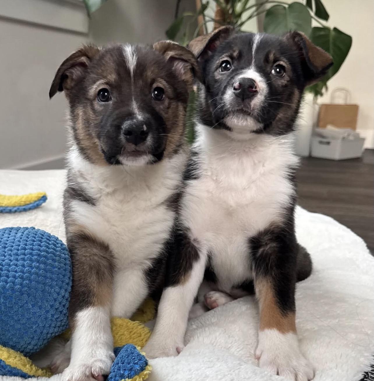 Enlarge Arrow, a Adoptable Australian Shepherd in Richmond, VA image 6/6