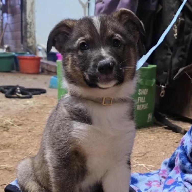 Enlarge Arrow, a Adoptable Australian Shepherd in Richmond, VA image 2/6