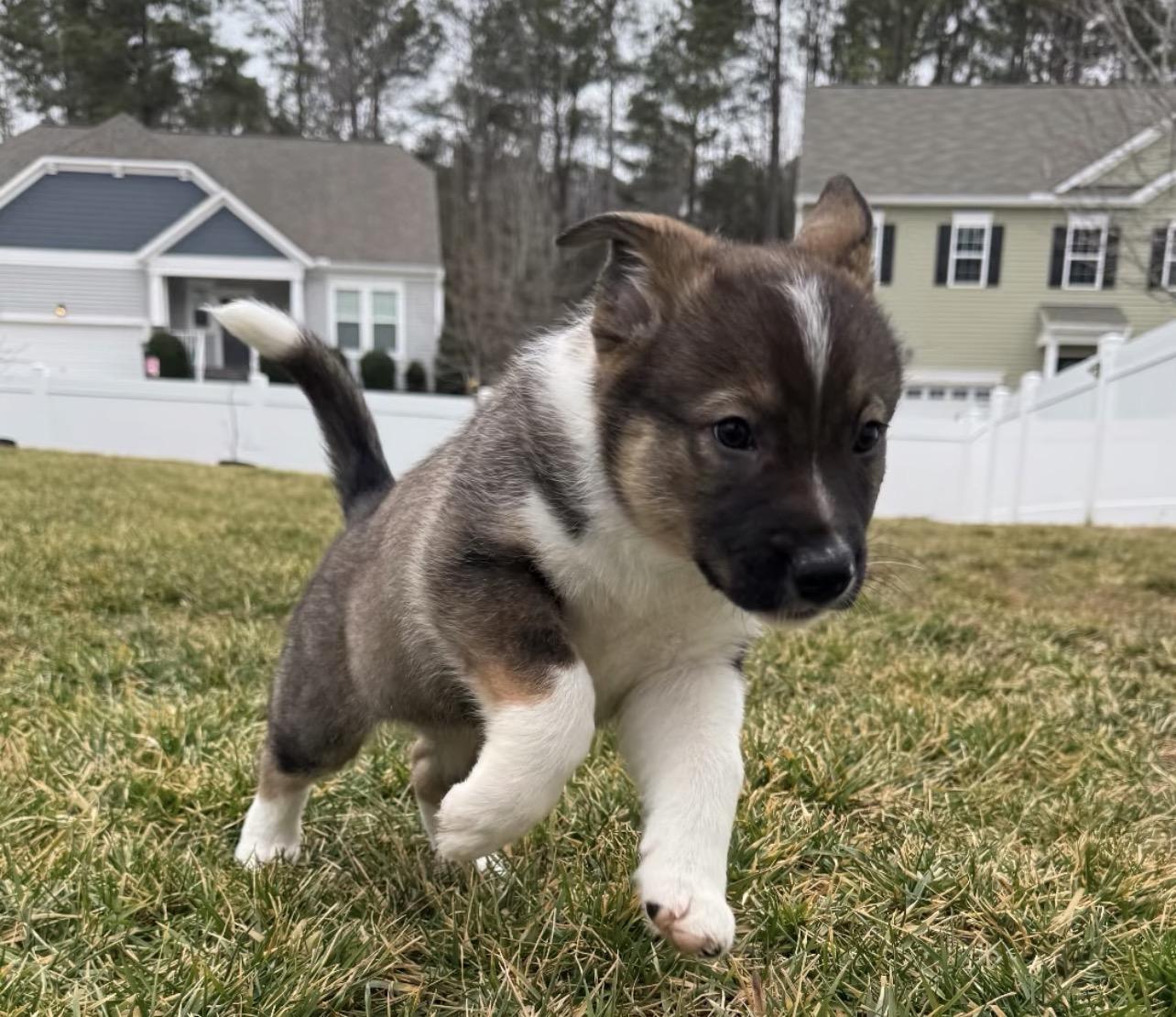 Enlarge Arrow, a Adoptable Australian Shepherd in Richmond, VA image 5/6