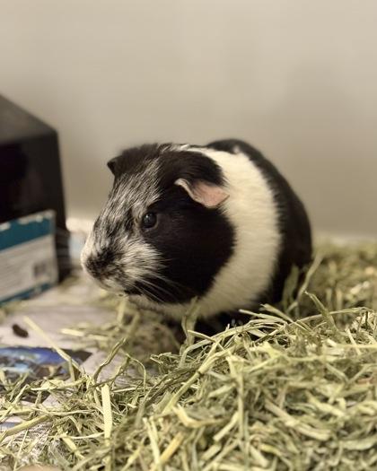 Enlarge Peabody (& Theodore), a Adoptable mixed breed in Fairfax, VA image 1/3