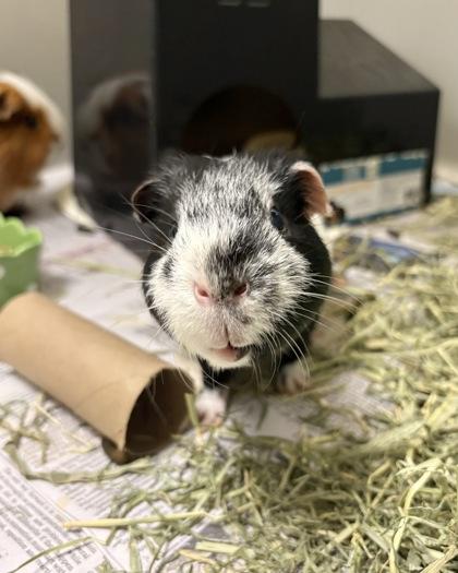 Enlarge Peabody (& Theodore), a Adoptable mixed breed in Fairfax, VA image 2/3