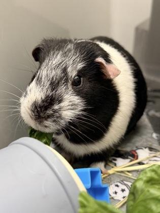 Enlarge Peabody (& Theodore), a Adoptable mixed breed in Fairfax, VA image 3/3