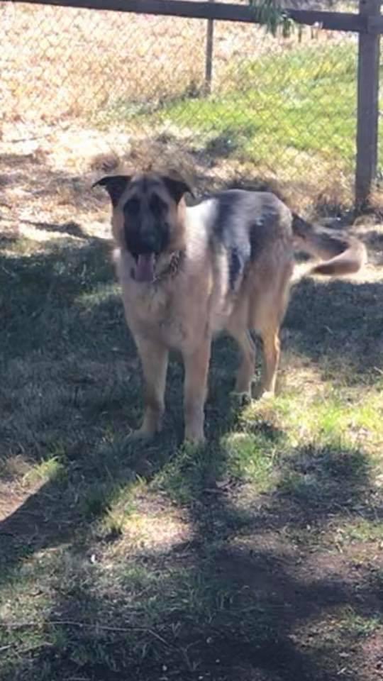Enlarge Max, a Adopted German Shepherd Dog in Littleton, CO image 2/4