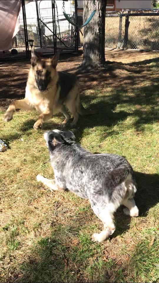 Enlarge Max, a Adopted German Shepherd Dog in Littleton, CO image 4/4