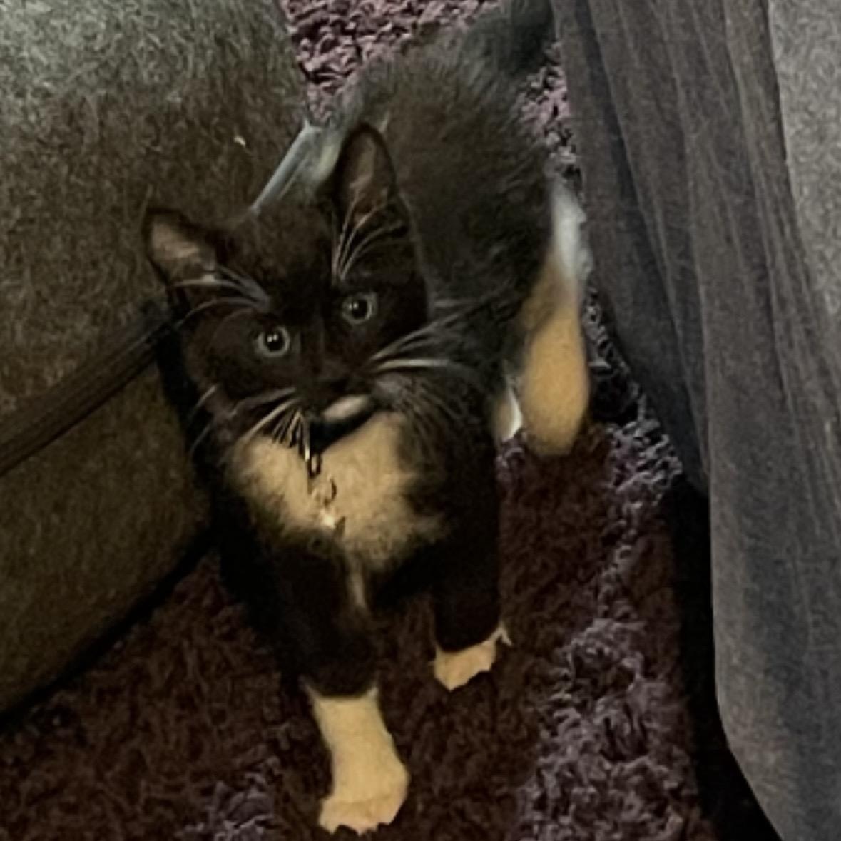 Enlarge Pepper, a Adoptable Tuxedo in Wanaque, NJ image 1/1