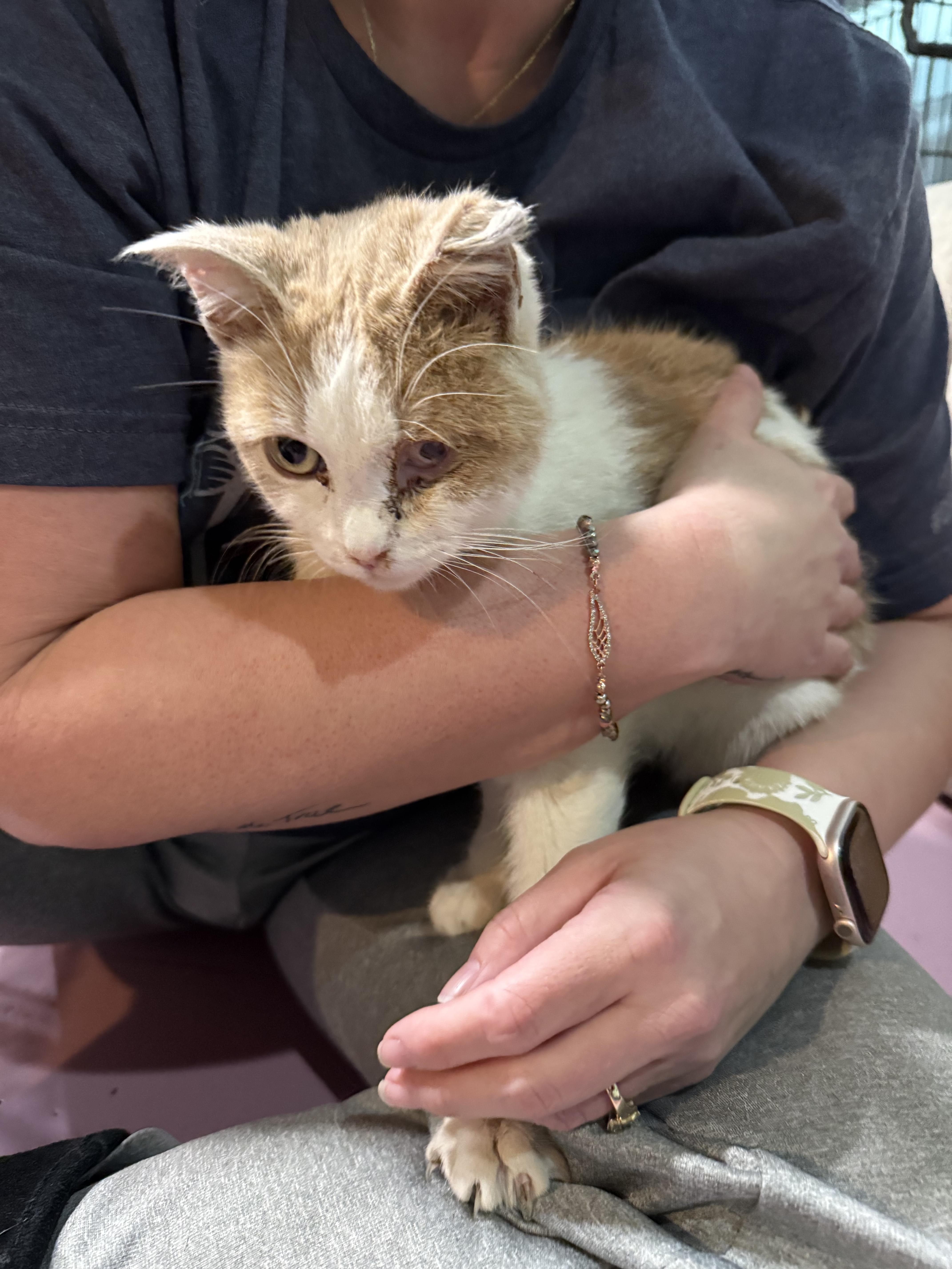 Enlarge Peanut, a Adoptable Domestic Short Hair in Crookston, MN image 1/4